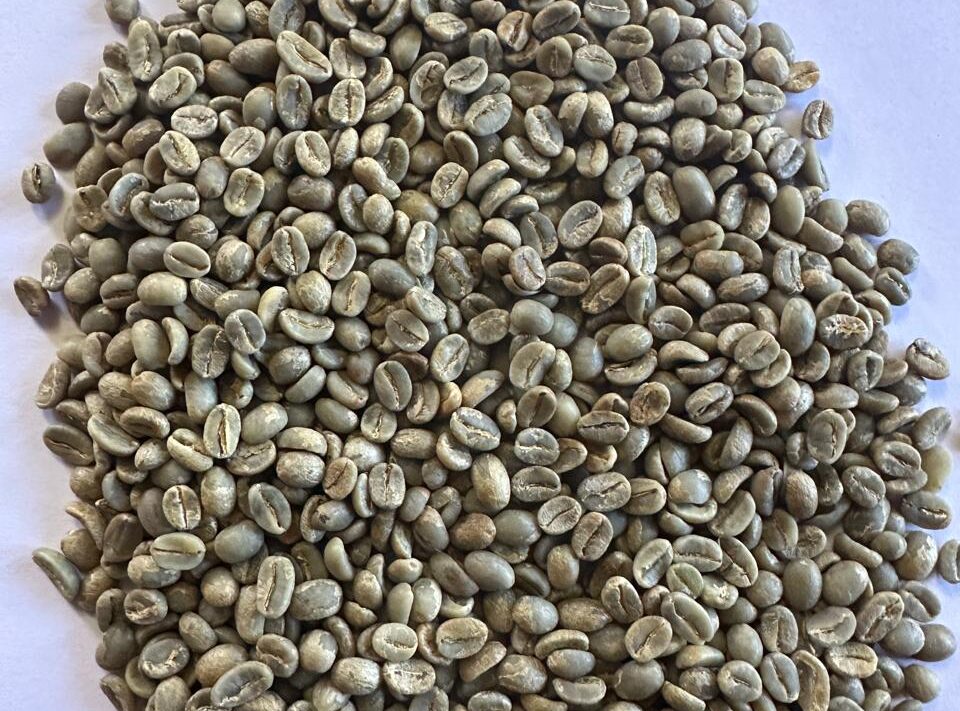 arabica aa green beans 2