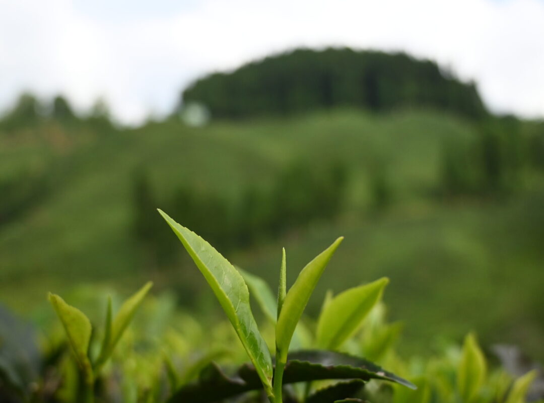 Tea