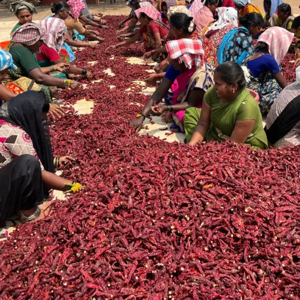 untitled design 1 600x600 Premium chilli