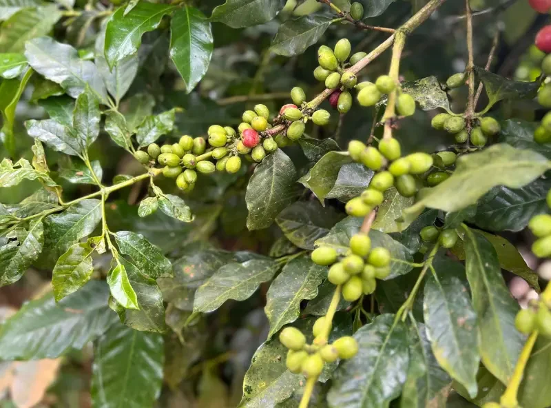 Premium coffee Beans