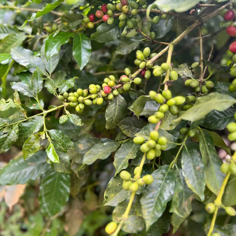Coffee Beans Premium coffee Beans
