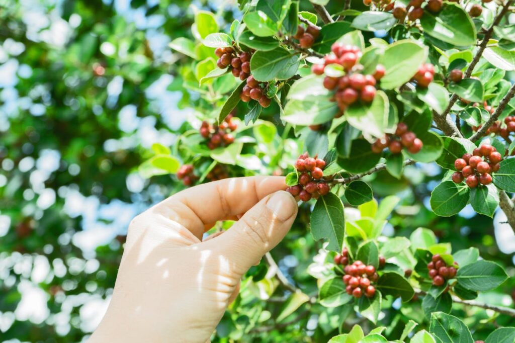 Close-up of hand picking ripe red coffee cherries from a lush green coffee plant in bright sunlight.